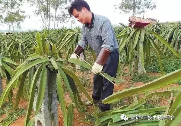 种植果红龙技术视频_红龙果子的种植方法_红龙果种植技术