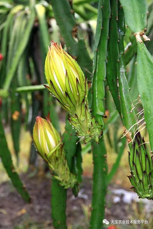 红龙果种植技术_种植果红龙技术视频_红龙果子的种植方法