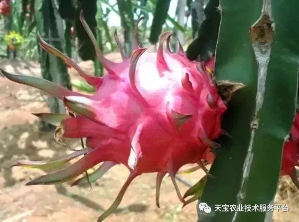 红龙果子的种植方法_种植果红龙技术视频_红龙果种植技术