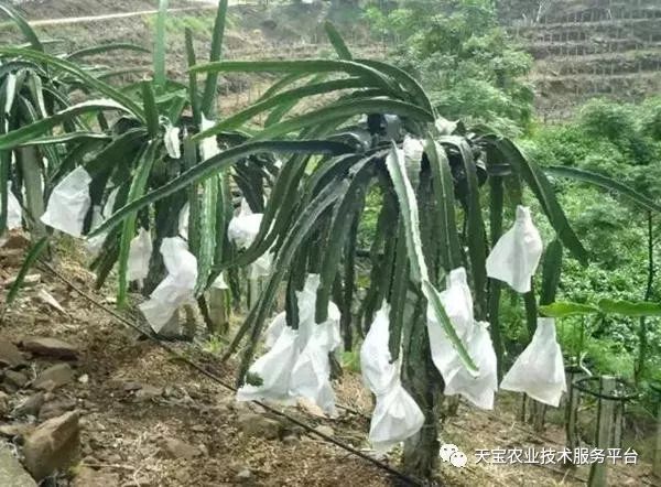 红龙果子的种植方法_红龙果种植技术_种植果红龙技术视频