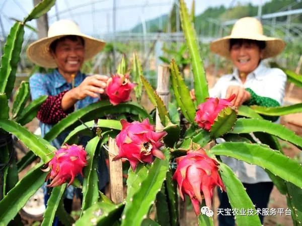 种植果红龙技术视频_红龙果子的种植方法_红龙果种植技术