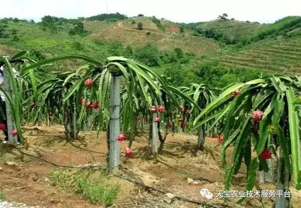 红龙果种植技术_种植果红龙技术视频_红龙果子的种植方法