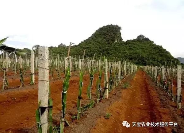 红龙果种植技术_种植果红龙技术视频_红龙果子的种植方法