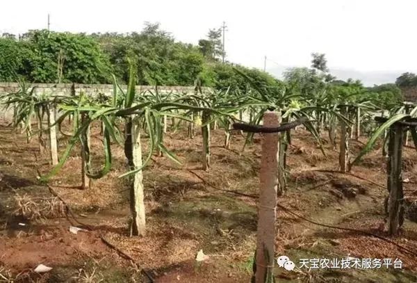 种植果红龙技术视频_红龙果种植技术_红龙果子的种植方法