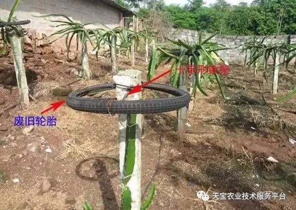 红龙果子的种植方法_种植果红龙技术视频_红龙果种植技术