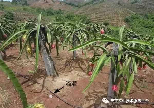 红龙果子的种植方法_红龙果种植技术_种植果红龙技术视频