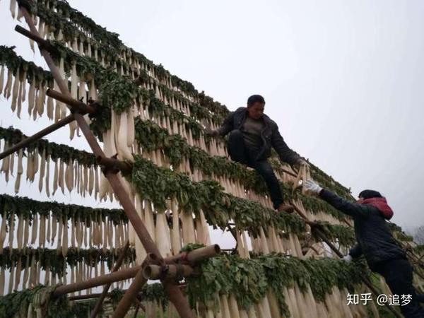 萝卜种植致富项目_萝卜致富种植项目有哪些_萝卜种植效益怎样