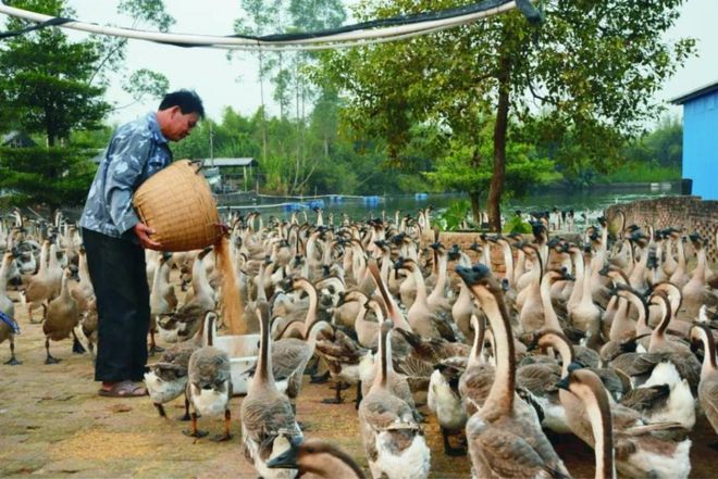 马岗鹅养殖技术视频_马岗鹅养殖教程视频_鹅的养殖技术视频