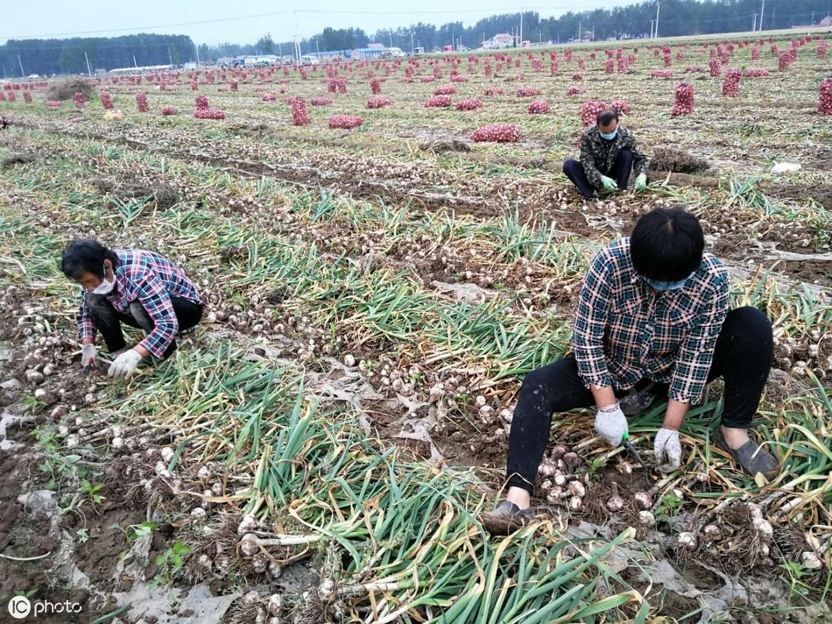 四川农村种植致富好项目_四川种植业什么前景最好_四川致富经种植技术