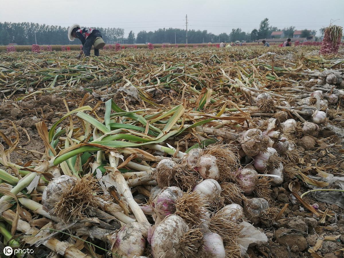 四川种植业什么前景最好_四川致富经种植技术_四川农村种植致富好项目