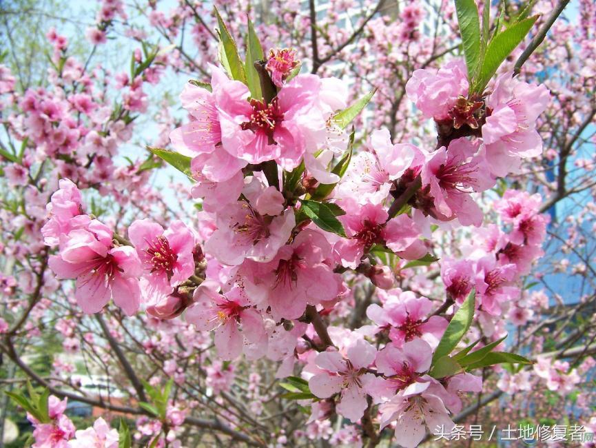 四川致富经种植技术_四川种植业_四川种植业什么前景最好