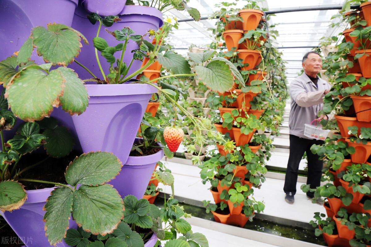 四川种植什么赚钱_四川种植业_四川致富经种植技术