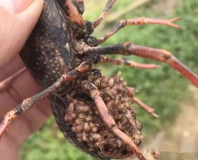 致富经小龙虾加工视频_龙虾加工方法视频_龙虾加工厂设备视频