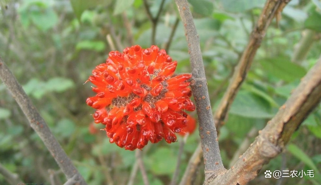 致富经构树种植视频_致富经构树_构树致富经