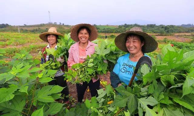 致富经构树_致富经构树种植视频_构树致富经