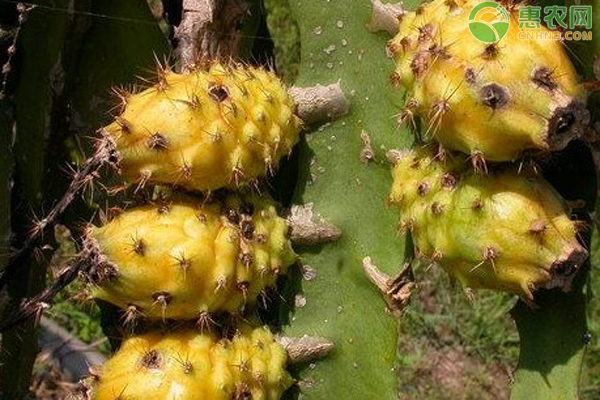 红龙果种植技术_红龙果子的种植方法_红龙果的种植技术