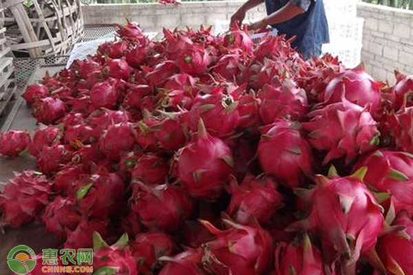 红龙果子的种植方法_红龙果种植技术_红龙果的种植技术