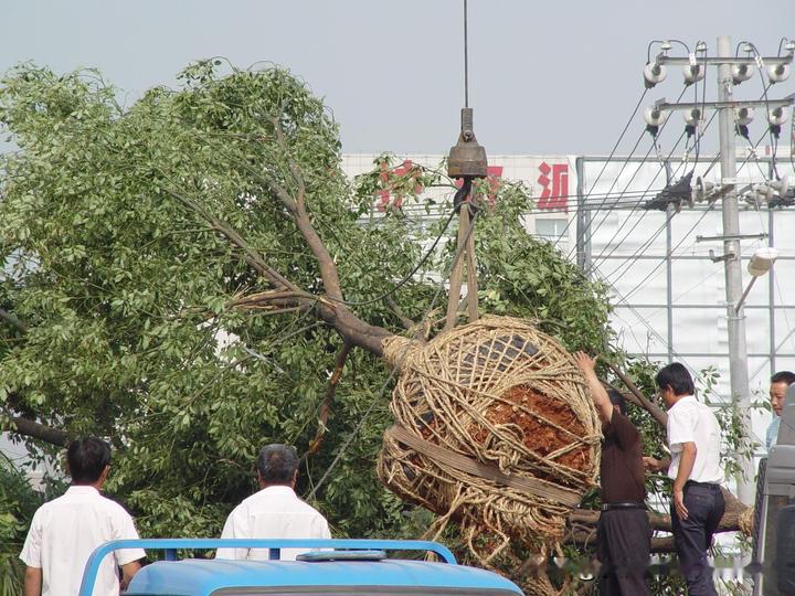 杨树种植与管理_杨树管理栽培技术_杨树的种植技术及管理