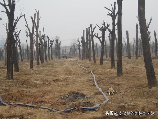 杨树的种植技术及管理_杨树管理栽培技术_杨树种植与管理