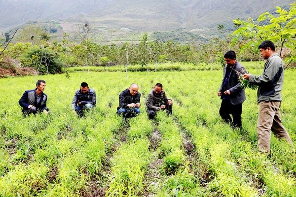 致富带头人：带领村民种植药材“药”到穷根除