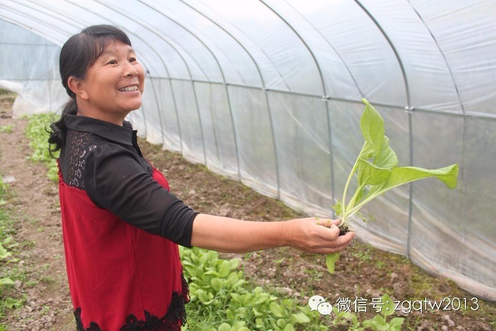 四川农村种植致富好项目_四川致富经种植技术_四川种植什么赚钱