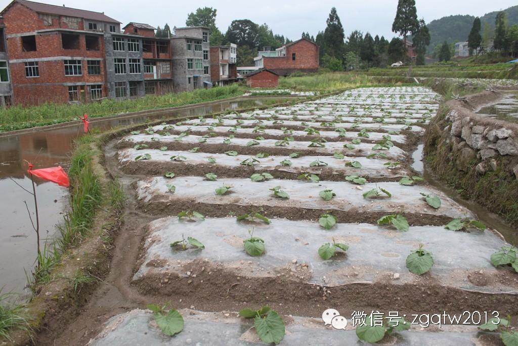 四川致富经种植技术_四川农村种植致富好项目_四川种植什么赚钱