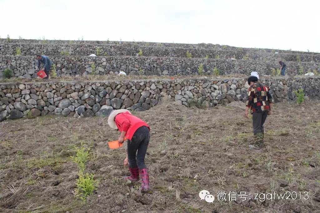 四川种植什么赚钱_四川致富经种植技术_四川农村种植致富好项目