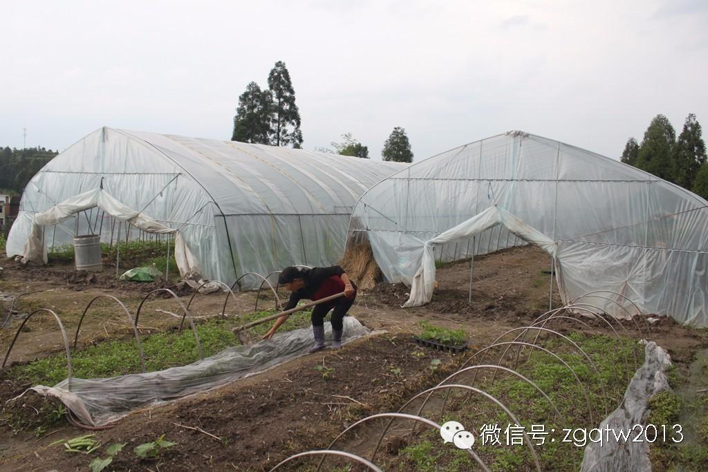 四川致富经种植技术_四川农村种植致富好项目_四川种植什么赚钱