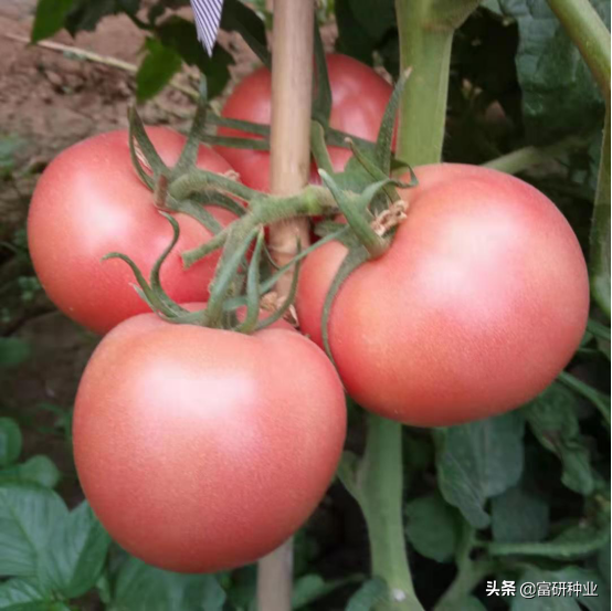 西红柿播种季节种植管理技巧_西红柿夏季种植技术_西红柿的种植方法和季节