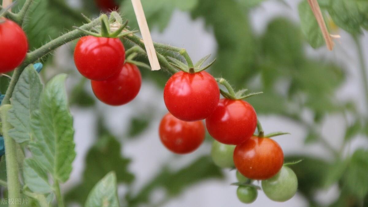 西红柿种植时间和温度_西红柿夏季种植技术_西红柿种植时间季节