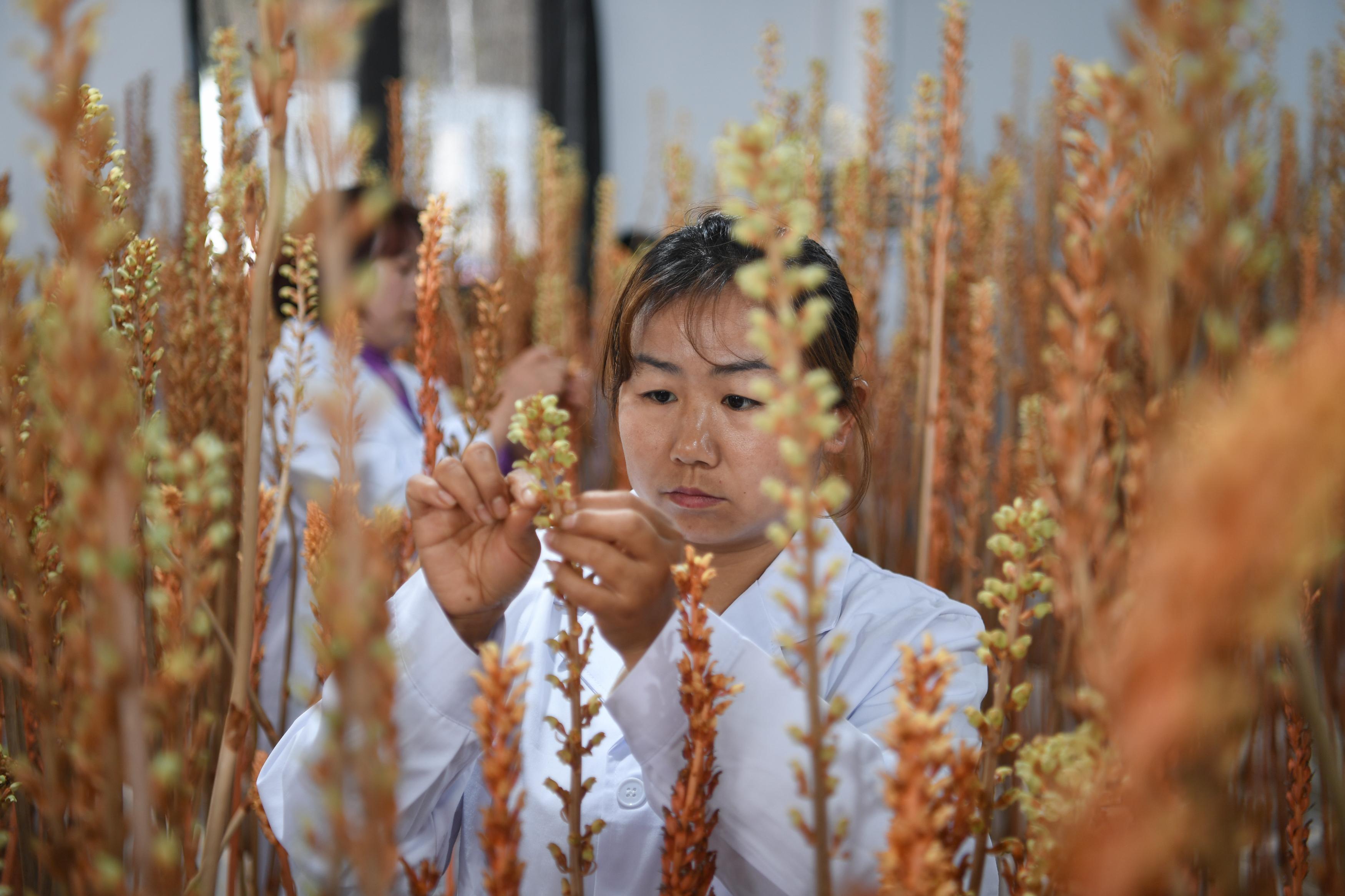 致富种植天麻怎么样_致富种植天麻视频_种植天麻共致富