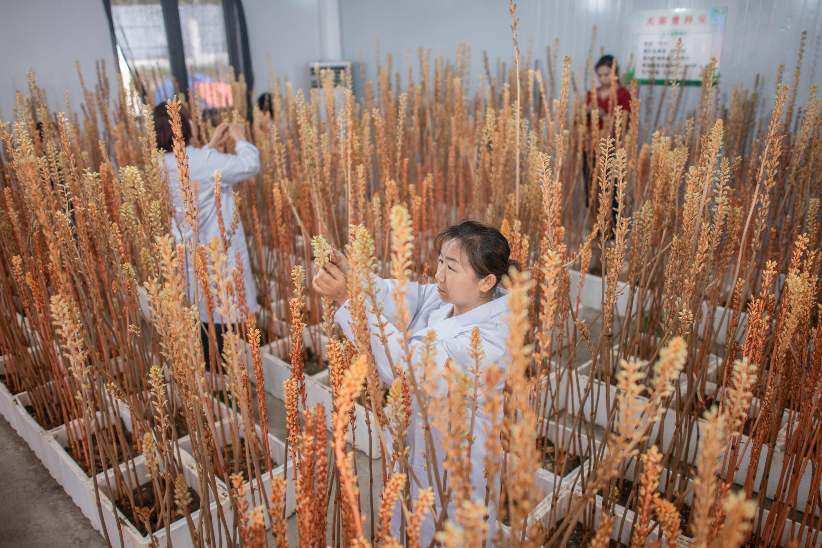 种植天麻共致富_致富种植天麻怎么样_致富种植天麻视频