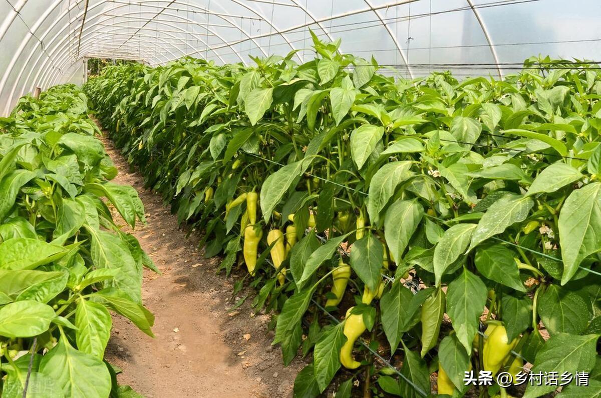 西红柿播种季节种植管理技巧_西红柿夏季种植技术_西红柿的种植方法和季节