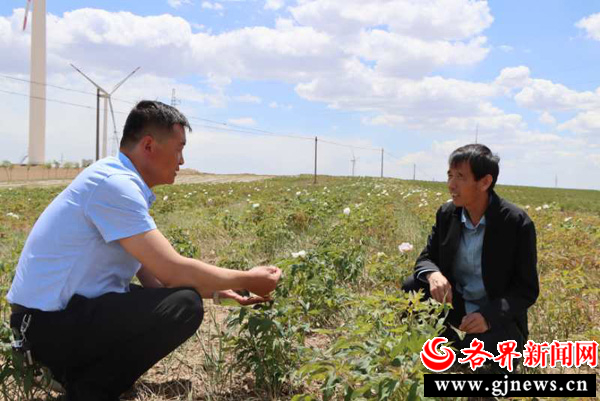 定边县阳湾村：中药材种植铺就“致富路”