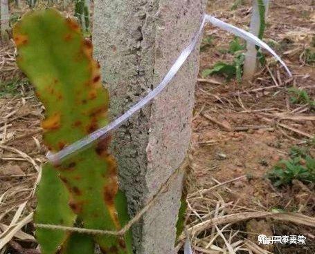 红龙果子的种植方法_种植果红龙技术要求_红龙果种植技术