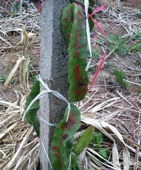 红龙果子的种植方法_种植果红龙技术要求_红龙果种植技术