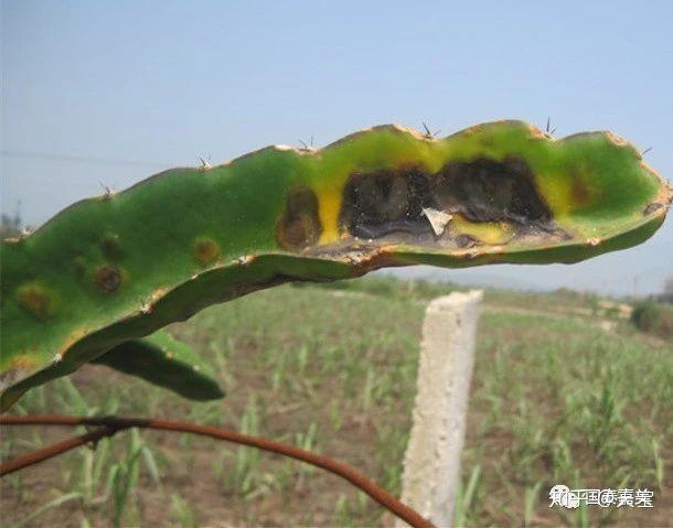 种植果红龙技术要求_红龙果种植技术_红龙果子的种植方法