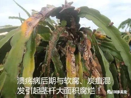 红龙果种植技术_种植果红龙技术要求_红龙果子的种植方法