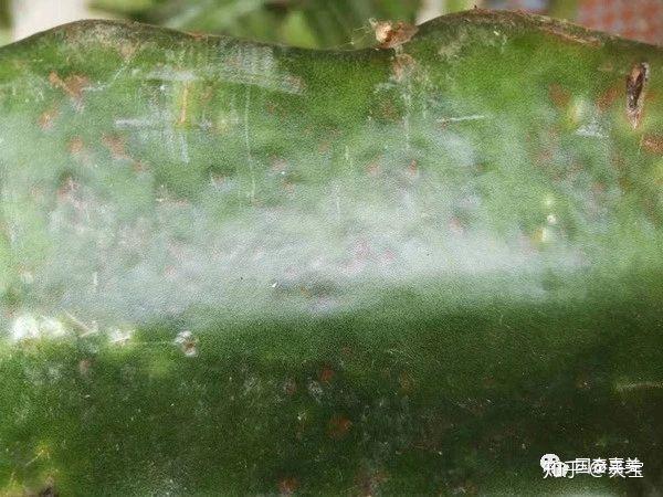 红龙果种植技术_种植果红龙技术要求_红龙果子的种植方法