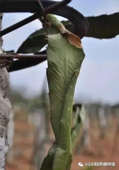 红龙果子的种植方法_红龙果种植技术_种植果红龙技术要求