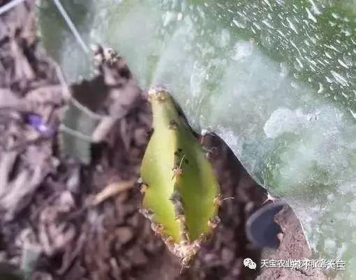 红龙果种植技术_红龙果子的种植方法_种植果红龙技术要求