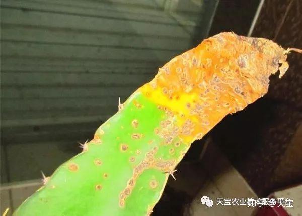 红龙果子的种植方法_种植果红龙技术要求_红龙果种植技术