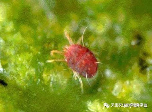 种植果红龙技术要求_红龙果种植技术_红龙果子的种植方法