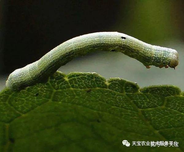 红龙果子的种植方法_红龙果种植技术_种植果红龙技术要求