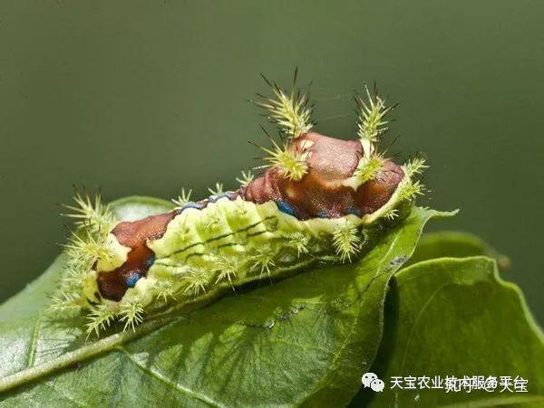 红龙果子的种植方法_种植果红龙技术要求_红龙果种植技术