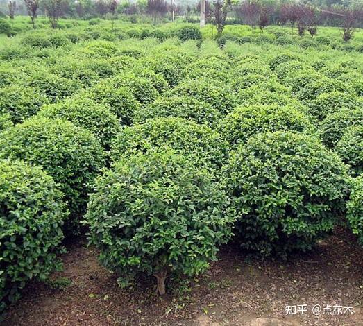 杨树的种植技术及管理_杨树种植管理技术视频_杨树种植管理技术要点