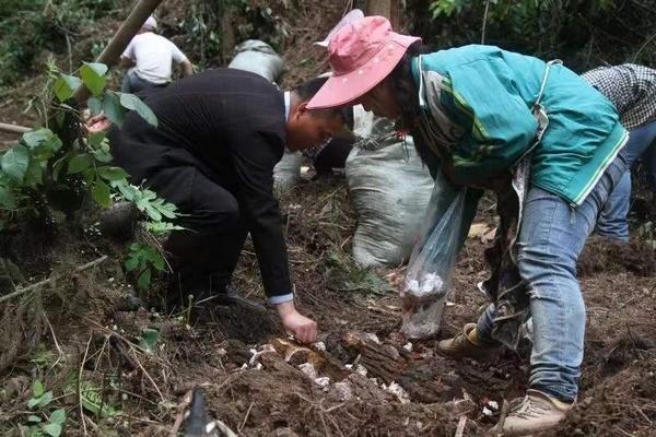 致富种植天麻怎么样_种植天麻共致富_种植天麻的利润如何