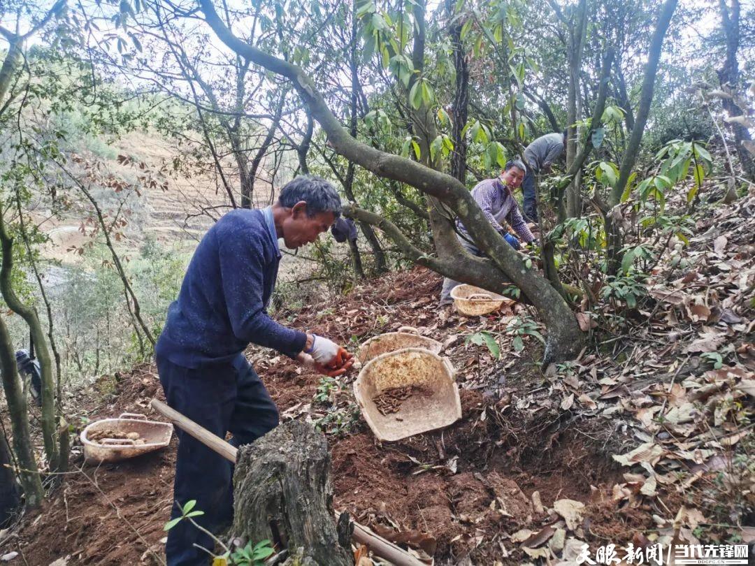 威宁大街乡：林下种天麻 富民产业促振兴