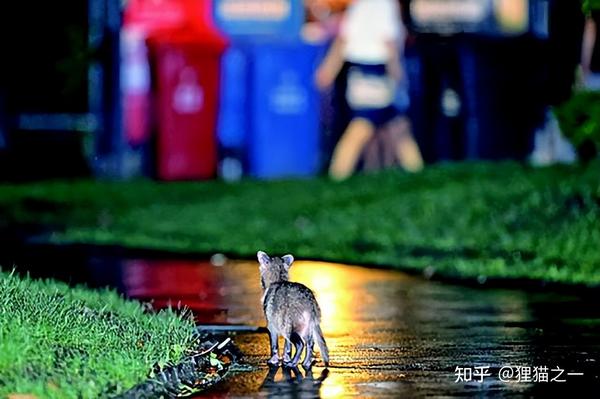 致富经诱捕野猪_致富野猪诱捕图片_诱捕野猪视频