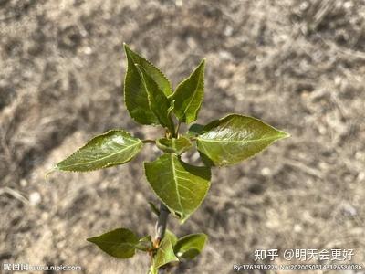 世界上生长最快的树木——台湾优生杨树植物非试管高效快繁技术